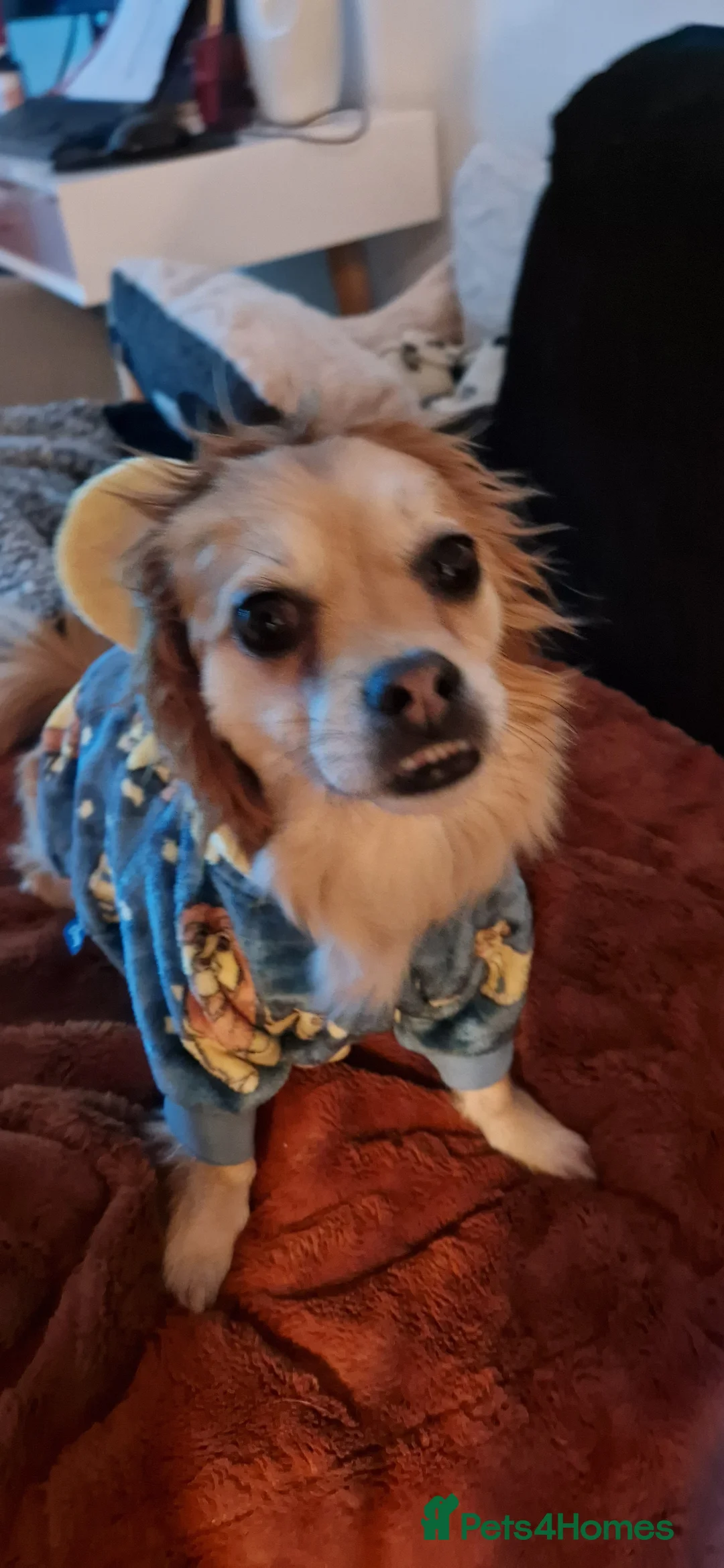 Mixed Breed dogs for sale: Tandy - 4yr old Jackaranian looking for new home - Advert 10