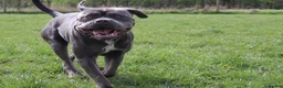 Cane Corso dogs for sale: Loving girl needing home asap - Advert 6