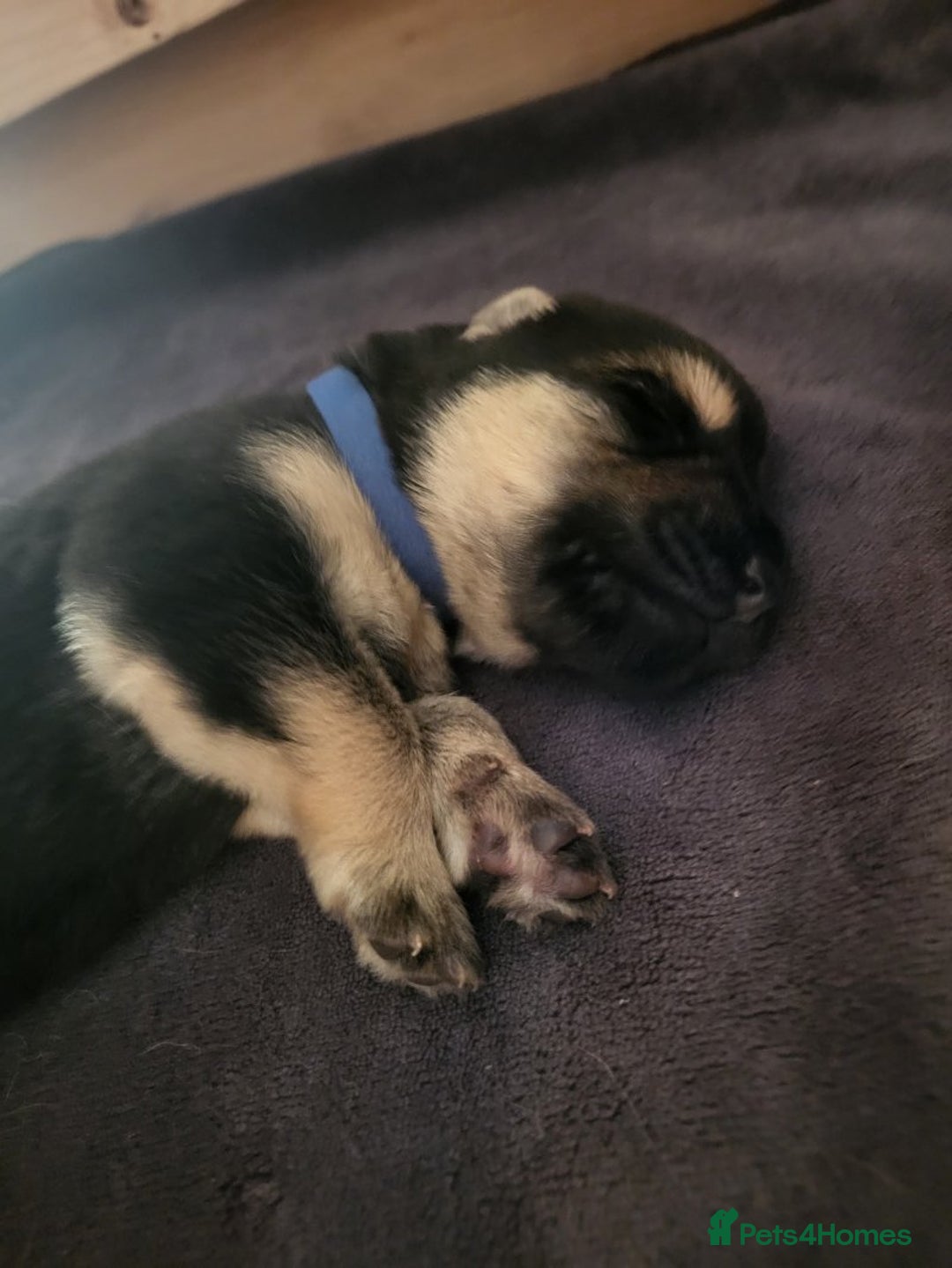 German Shepherd dogs for sale: 2 girls 4 boys  german shepherd puppies - Image 4
