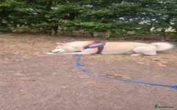 Siberian Husky dogs for sale: White male husky- 3 years old - Image 4