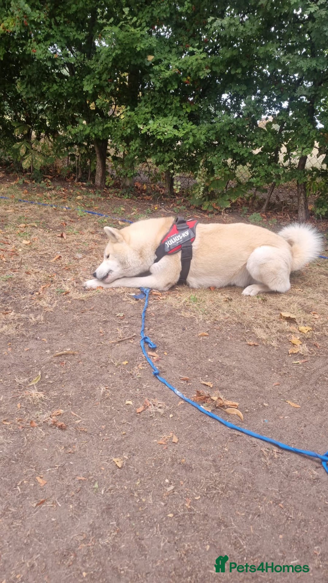 Siberian Husky dogs for sale: White male husky- 3 years old - Image 4