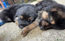 German Shepherd dogs for sale: Pure German Shepherd Puppies. - Image 6