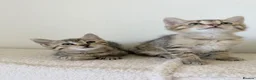 Mixed Breed cats for sale: Tabby cross ragdoll kittens - Advert 9
