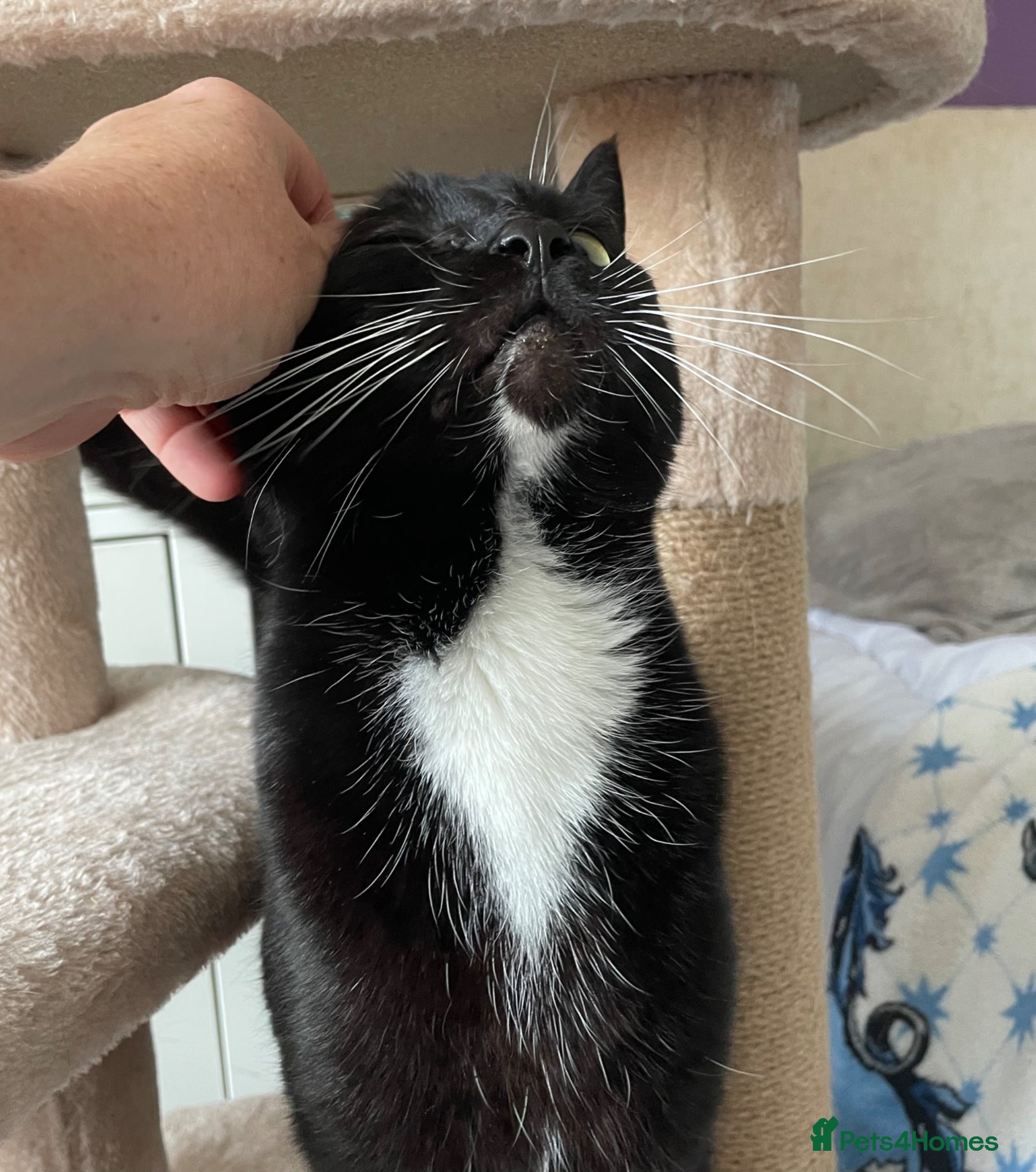 Mixed Breed cats Asterix the Grrrreat, handsome boy in need of home - Advert 2