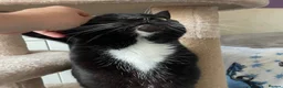 Mixed Breed cats for adoption: Asterix the Grrrreat, handsome boy in need of home - Advert 2
