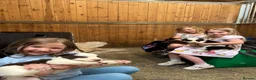 Border Collie dogs for sale: ISDS DNA Border Collie pups  - Advert 2