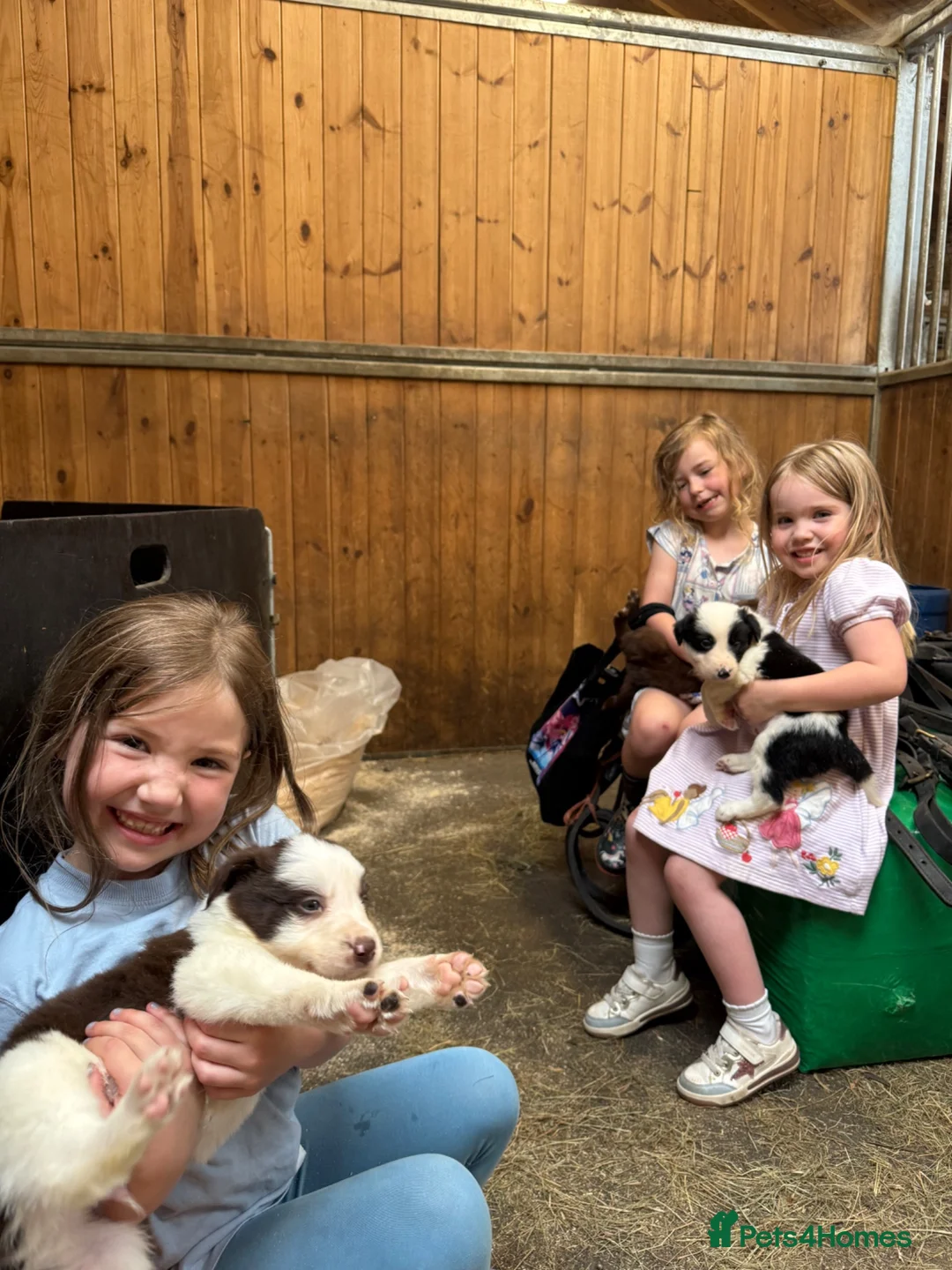 Border Collie dogs for sale: ISDS DNA Border Collie pups  - Advert 2