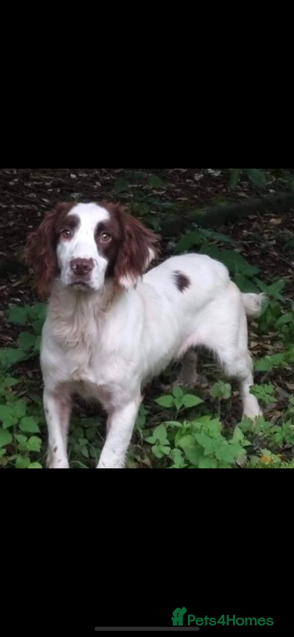 Sprocker dogs 5* Sprocker puppies - Advert 2