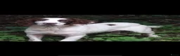 Sprocker dogs for sale: 5* Sprocker puppies - Advert 3