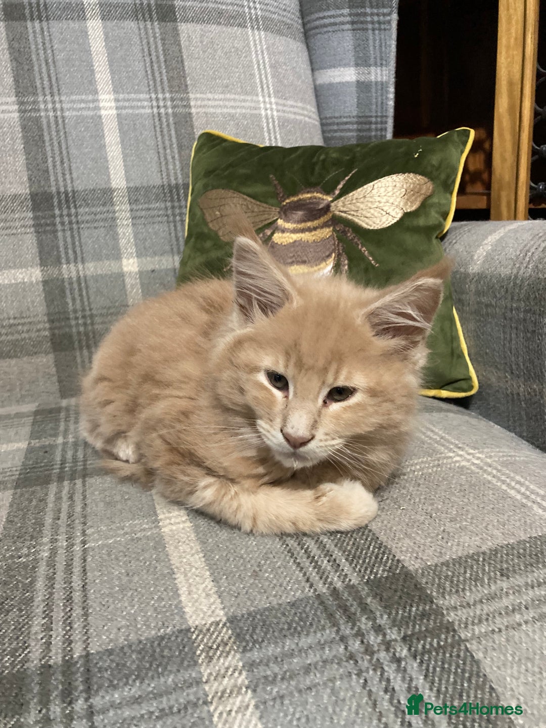 Maine Coon cats for sale: Ready now Beautiful chunky Maine coon kittens - Advert 5