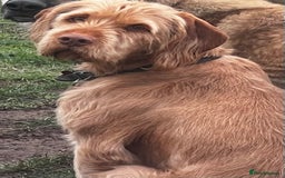 Hungarian Vizsla dogs for sale: Wire haired Hungarian Vizsla - Image 3