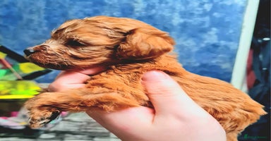 Cockapoo dogs - Advert 1