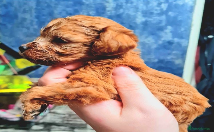 Cockapoo dogs - Advert 11