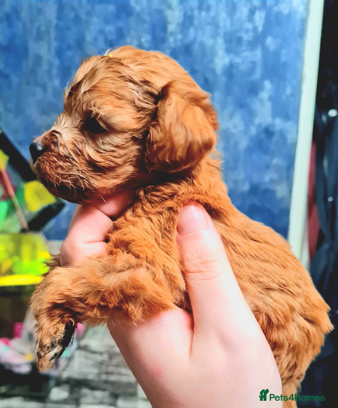 Cockapoo dogs for sale: 🐶🐾PLEASE READ THE FULL ADVERT🐾🐶 - Image 1
