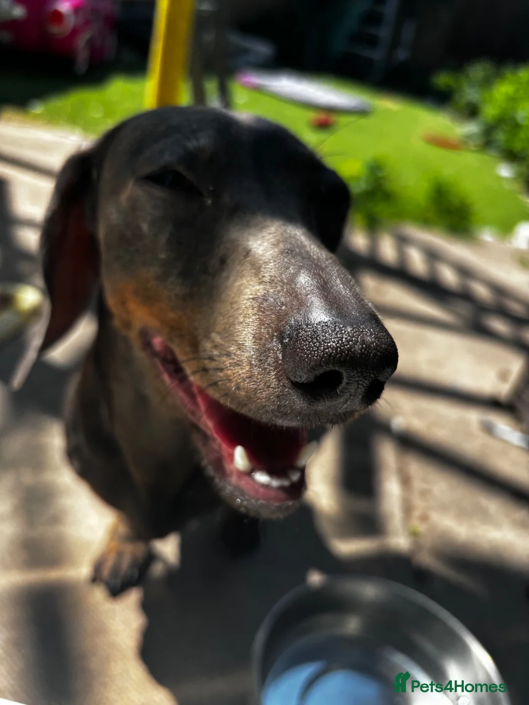 Dachshund dogs for sale: Rehoming Cookie in London - Advert 2
