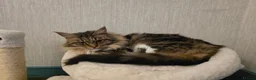Maine Coon cats for sale: Retired queen black (golden) brown tabby bicolor - Advert 23