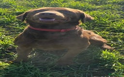Labrador Retriever dogs for sale: Working Line Chocolate Labrador puppies  - Image 19