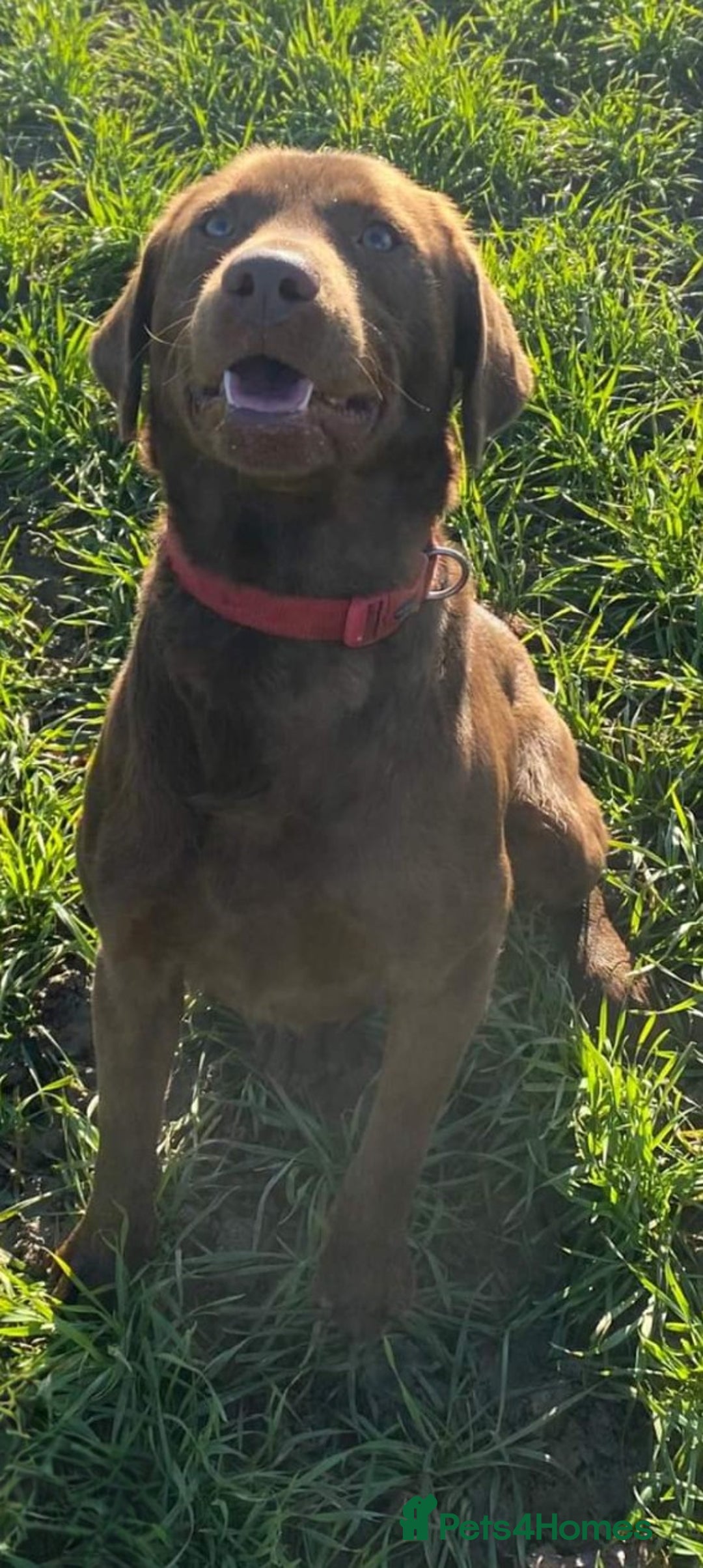 Labrador Retriever dogs for sale: Working Line Chocolate Labrador puppies  - Image 19