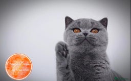 British Shorthair cats for sale: British shorthair blue female - Image 3