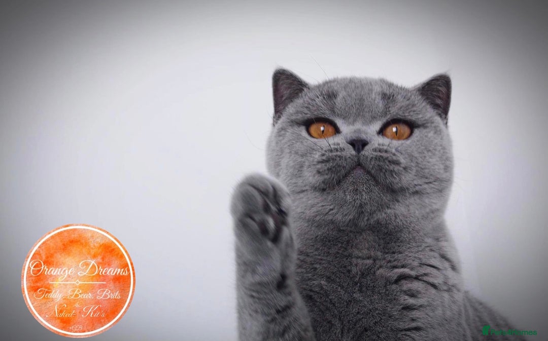 British Shorthair cats for sale: British shorthair blue female - Image 3