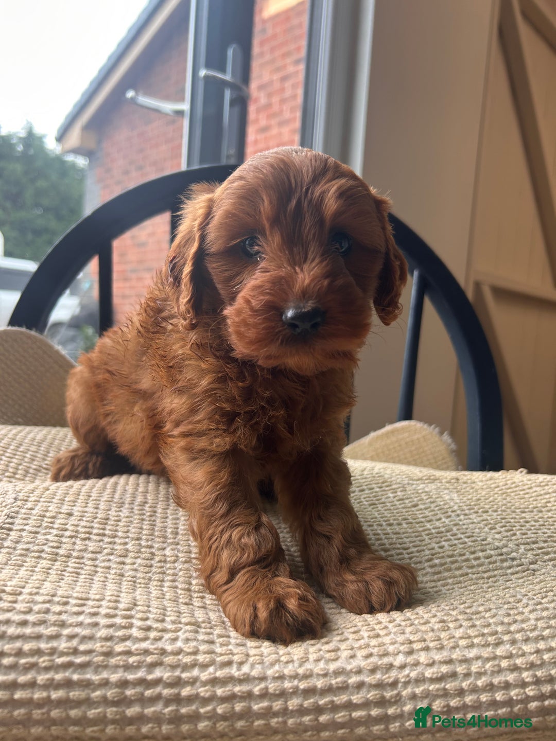 Cockapoo dogs for sale: One boy - Image 2
