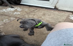 Cane Corso dogs for sale: Blue Cane Corso Puppies - Image 9