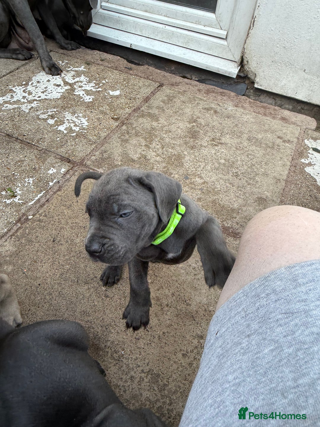 Cane Corso dogs for sale: Blue Cane Corso Puppies - Image 9