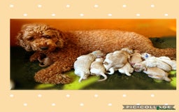 Australian Labradoodle dogs for sale: ♥️Tiny tails,Big Hearts - Australian Labradoodles  - Image 5
