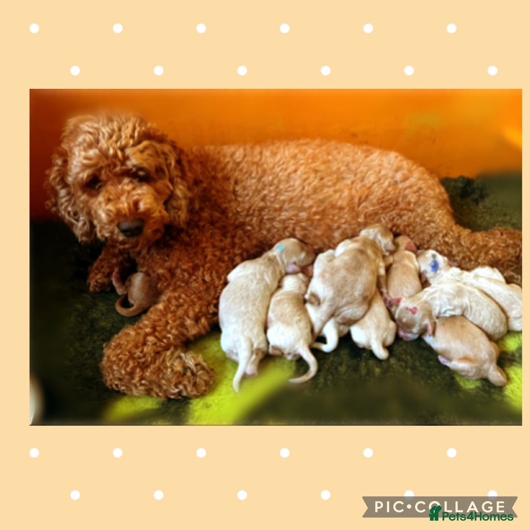 Australian Labradoodle dogs for sale: ♥️Tiny tails,Big Hearts - Australian Labradoodles  - Image 5
