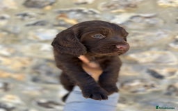 Cocker Spaniel dogs for sale: Exceptional KC Working Cocker Spaniel Puppies - Image 4