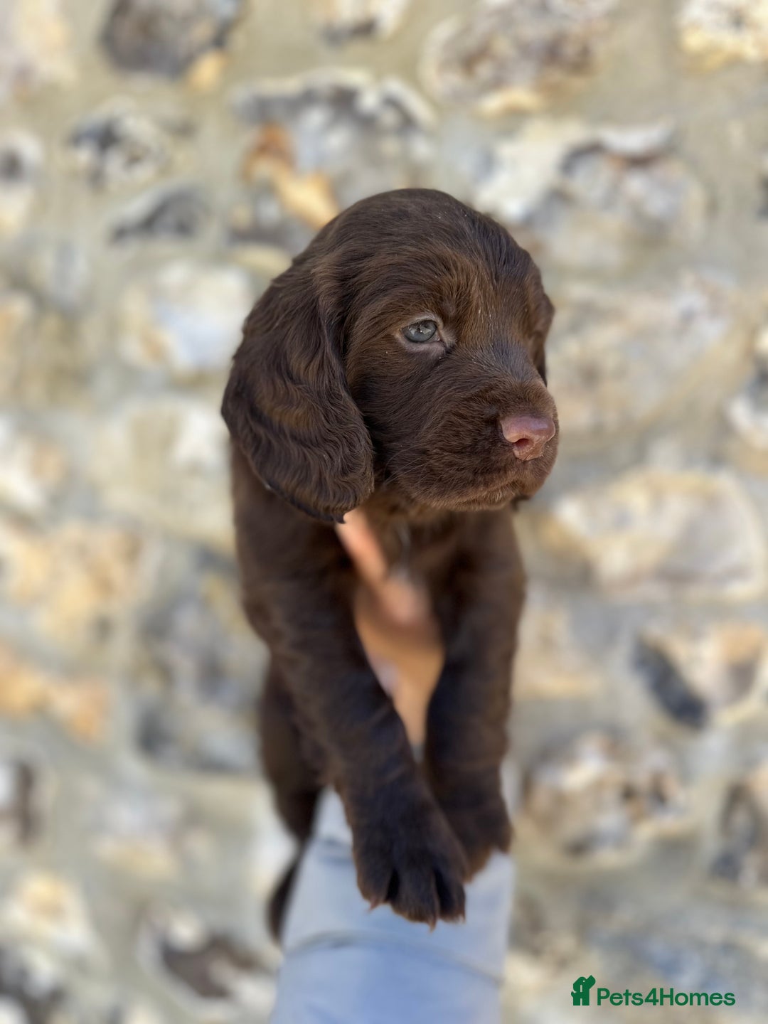Cocker Spaniel dogs for sale: Exceptional KC Working Cocker Spaniel Puppies - Image 4