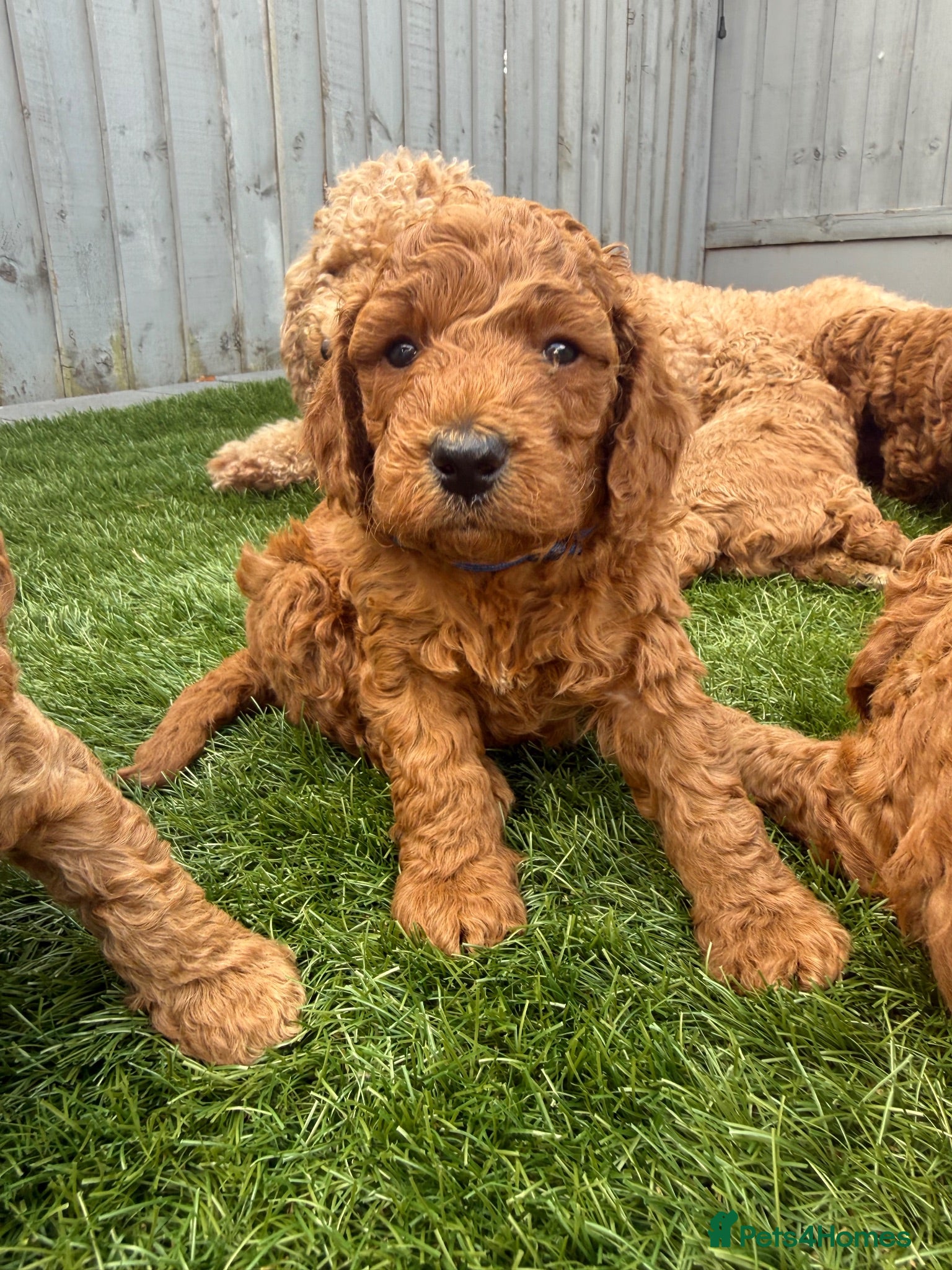 Cockapoo dogs LAST REMAINING GIRL! Beautiful Cockapoo Puppy  - Advert 1