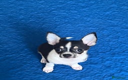 Chihuahua dogs for sale: Tiny boy  - Image 1