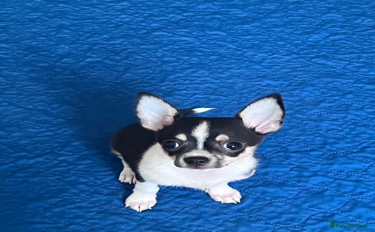 Chihuahua dogs - Advert 12