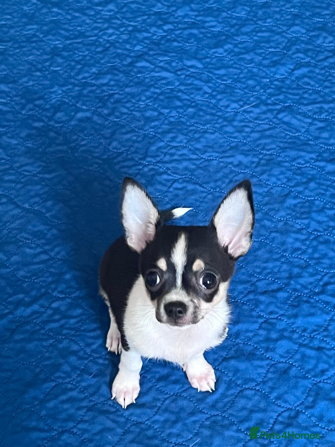 Chihuahua dogs for sale: Tiny boy  - Image 1
