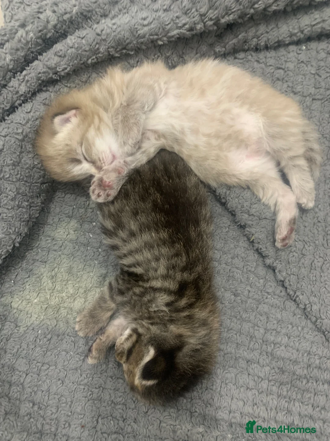 Mixed Breed cats for sale: Beautiful female tabby kittens  - Advert 2