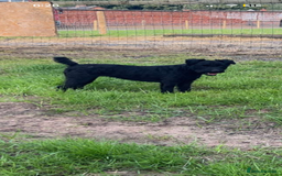 Patterjack dogs for sale: Patterjacks - Image 5