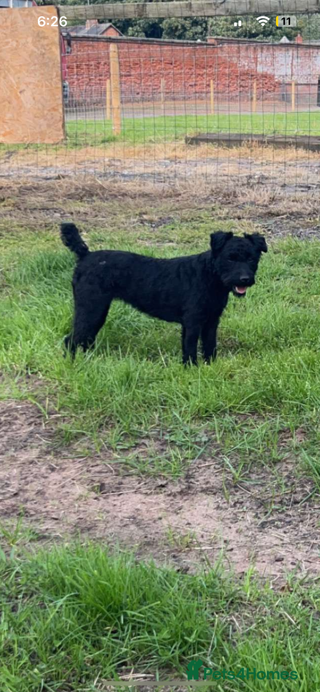 Patterjack dogs for sale: Patterjacks - Image 5