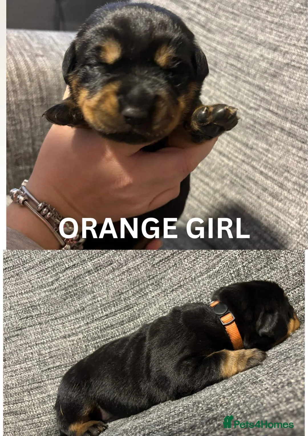 Rottweiler dogs for sale: Last little girl  - Advert 7