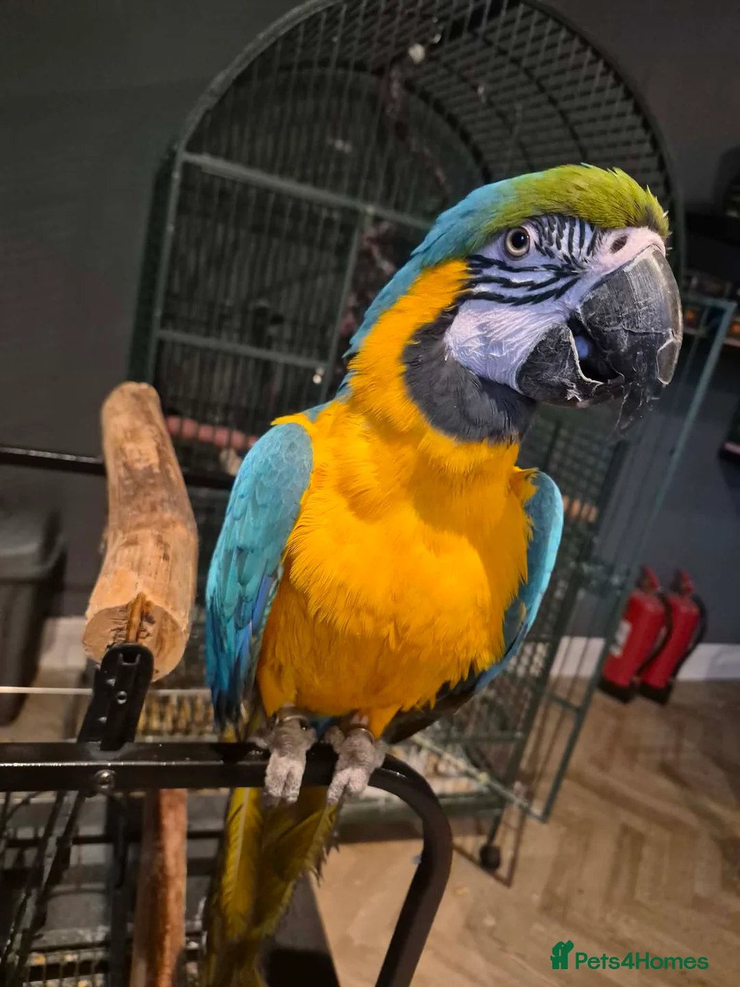 Macaws birds for sale: Missy the Macaw in Bristol - Advert 1