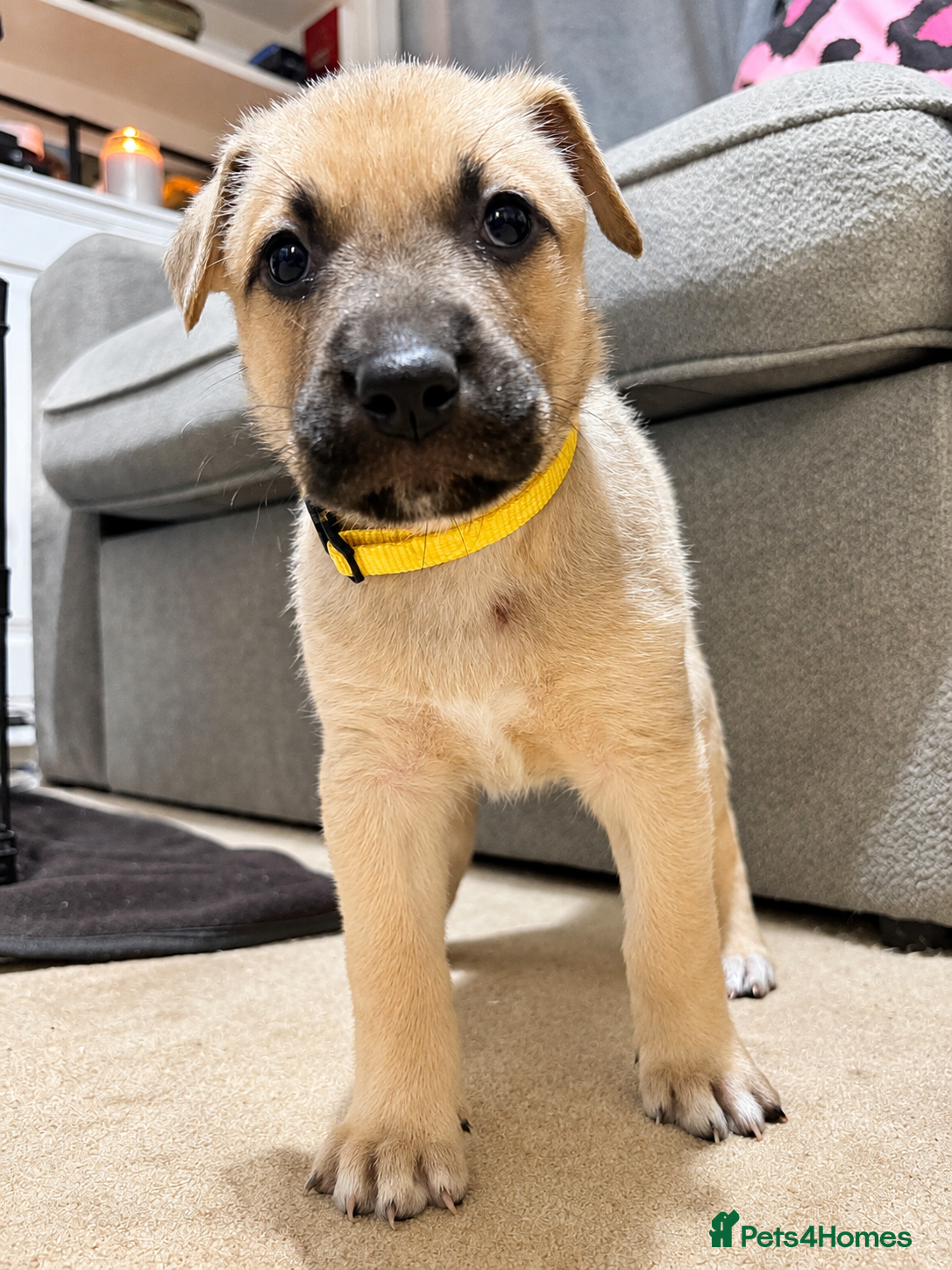 Mixed Breed dogs German shepherd x American bully puppy’s  - Advert 2