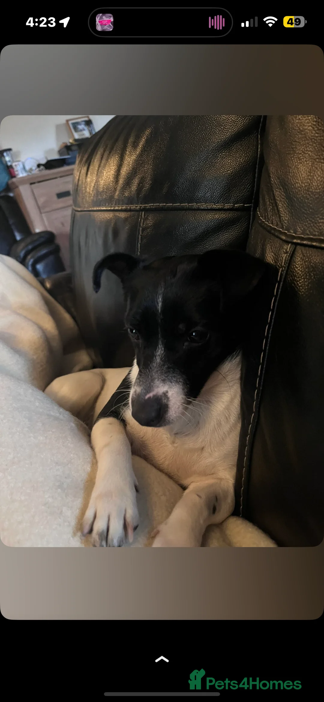 Jack Russell dogs for sale: Jack Russell puppies  - Advert 6