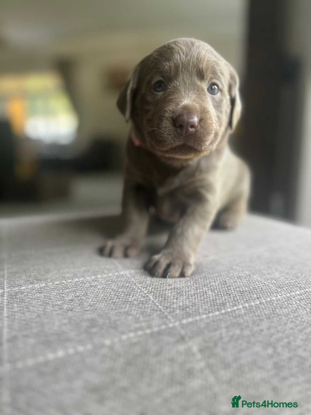 Labrador Retriever dogs for sale: Stunning litter of Silver & Charcoal Lab pups  - Image 7