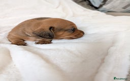 Miniature Dachshund dogs for sale: Smooth shaded red - Image 9