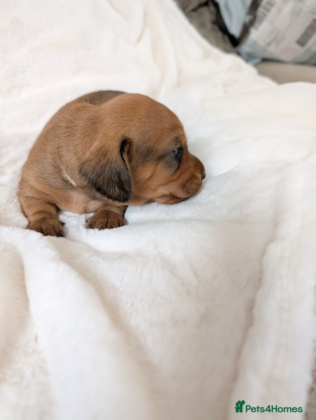 Miniature Dachshund dogs for sale: Smooth shaded red - Image 9