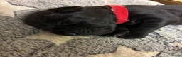Labrador Retriever dogs for sale: Labrador puppies - Advert 5