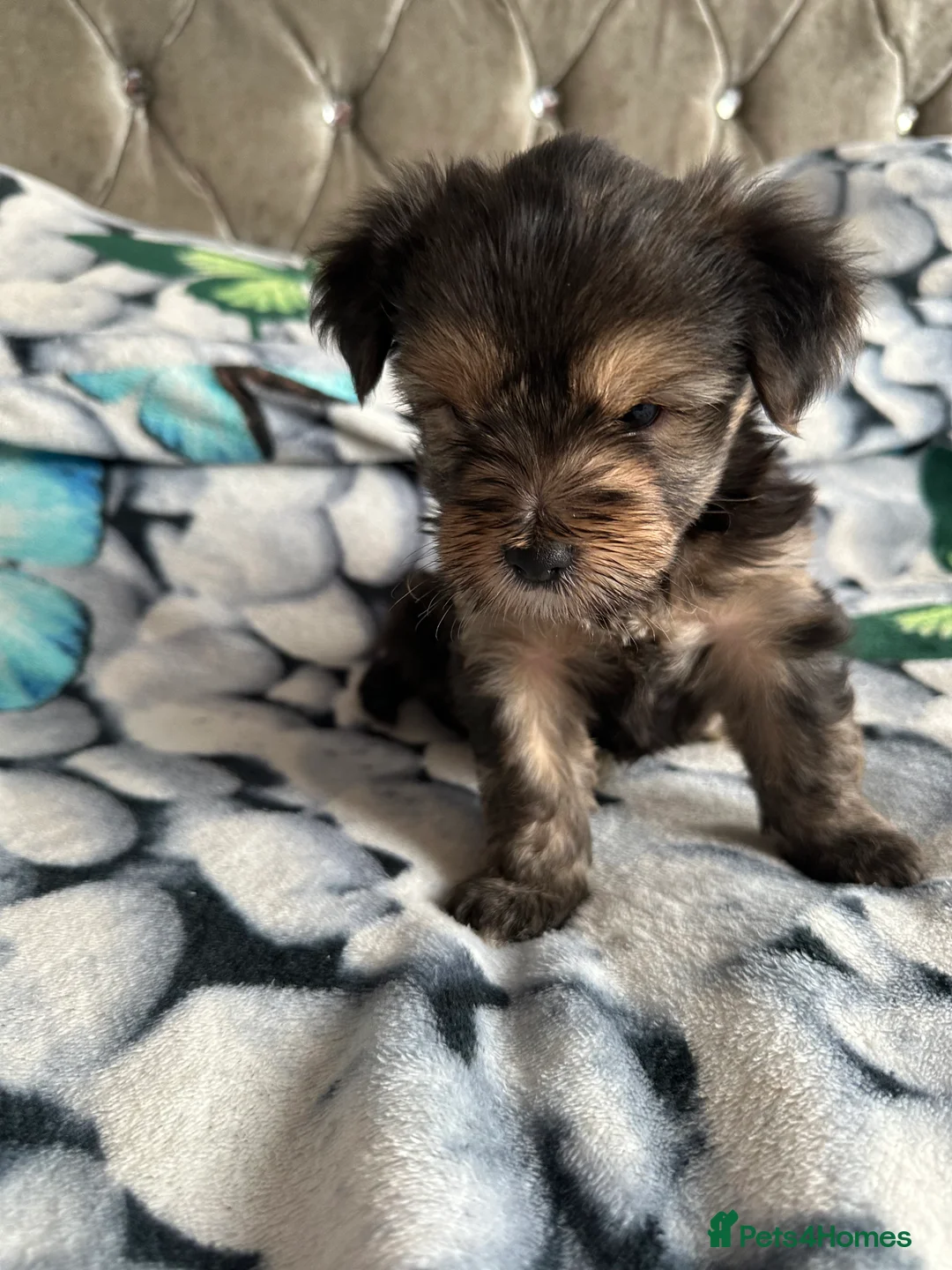 Yorkshire Terrier dogs for sale: 🐾✨ Tiny Paws, Big Love! ✨🐾 - Advert 7