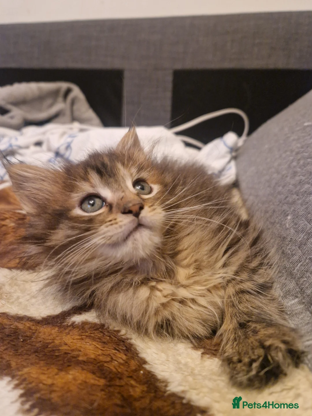 Mixed Breed cats for sale: Last female - mix Mainecoon - Advert 5