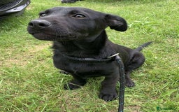 Mixed Breed dogs for adoption: Meet Morgan, currently residing in Surrey - Image 5
