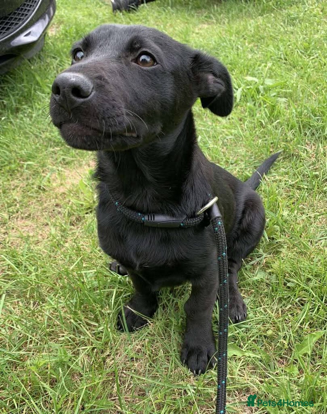Mixed Breed dogs for adoption: Meet Morgan, currently residing in Surrey - Image 5